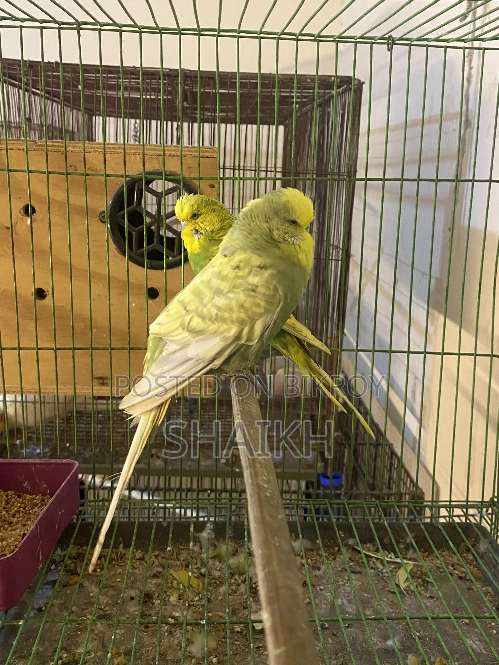 English Breeding Pair