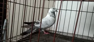 গিরিবাজ নর