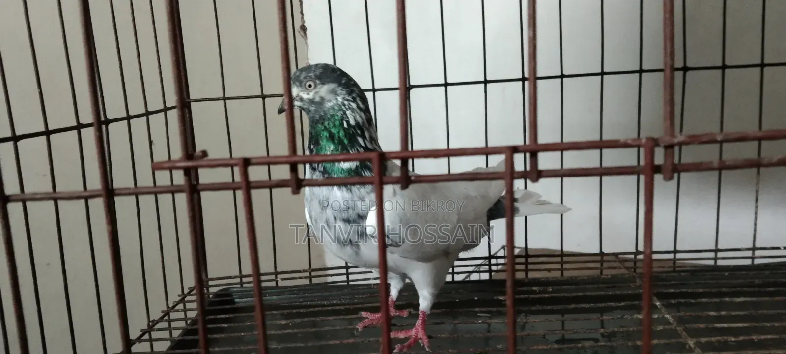 Giribaz Male