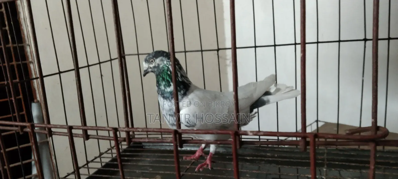 Giribaz Male