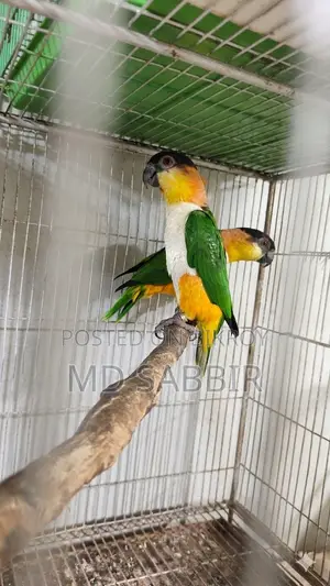 কাইক প্যারট ব্রিডিং পেয়ার উইথ পেপার