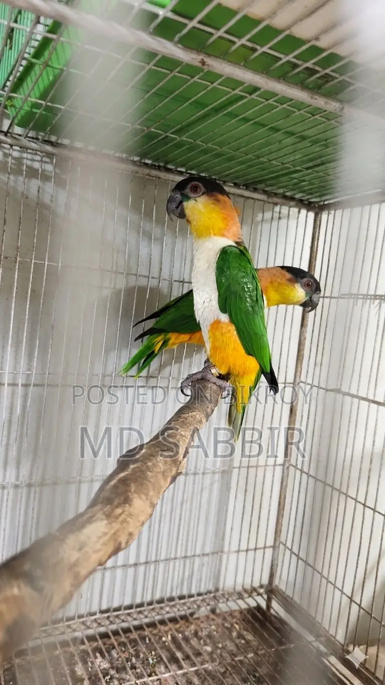 কাইক প্যারট ব্রিডিং পেয়ার উইথ পেপার