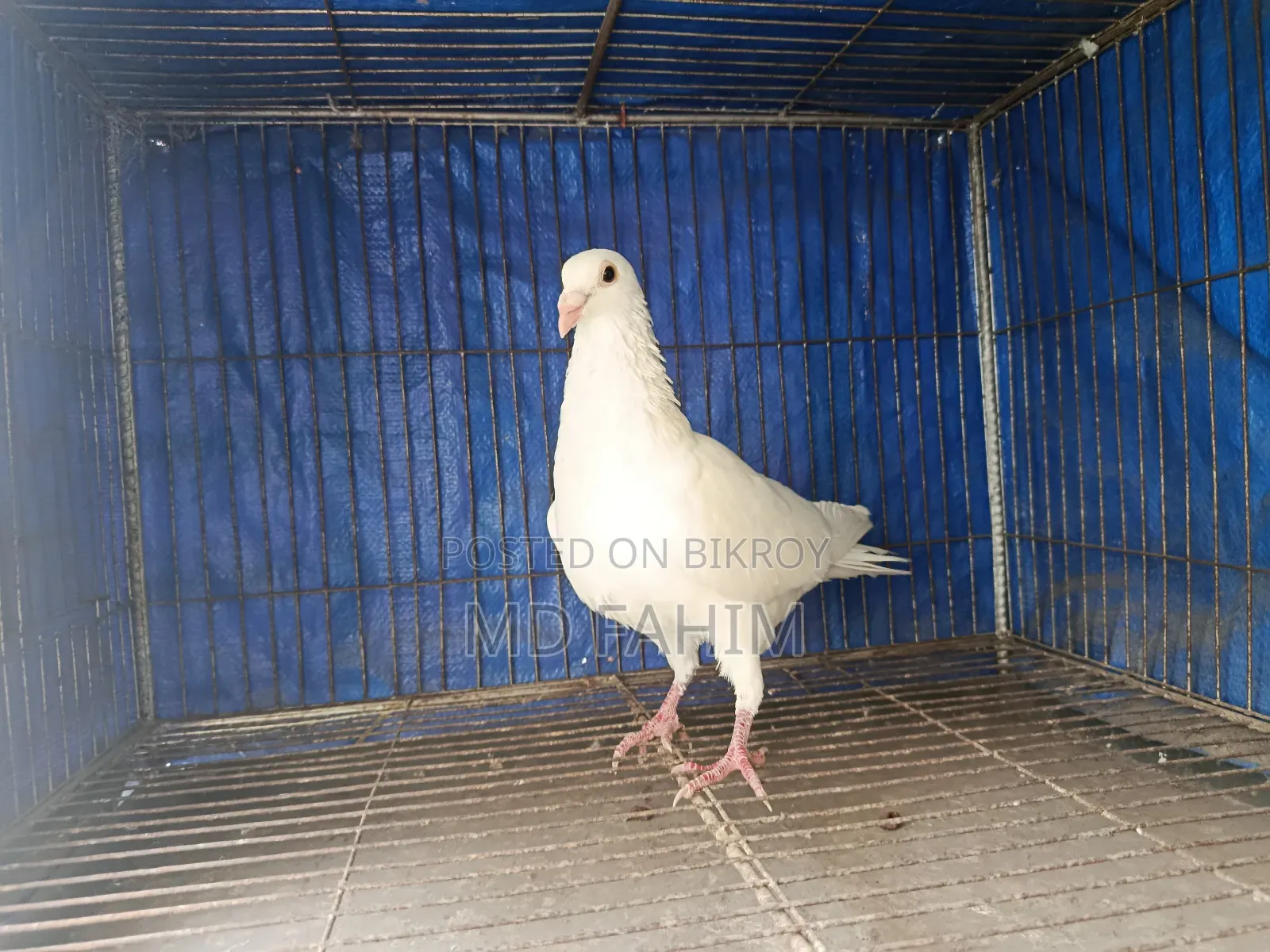 Assalamu Alaikum