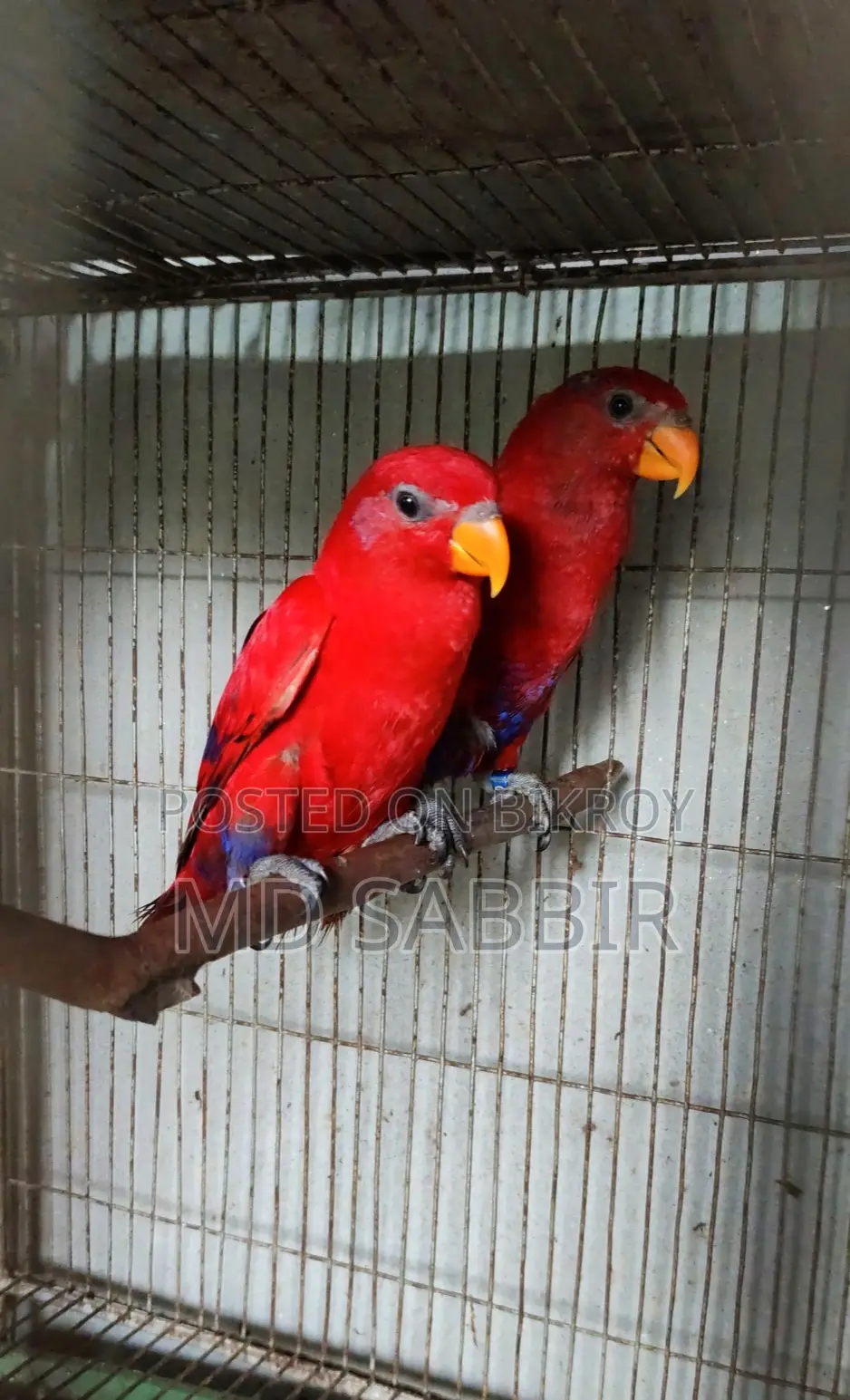 Red Mullacan Lori Bonding Pair