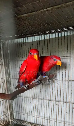 Red Mullacan Lori Bonding Pair