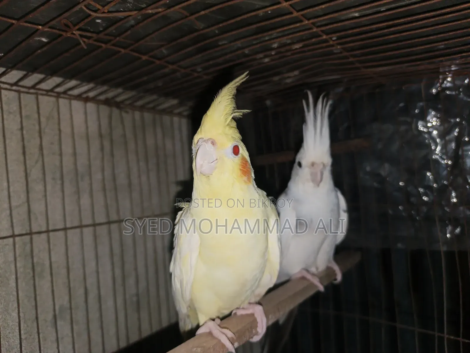 ১ জোড়া কোকাটেল পাখি