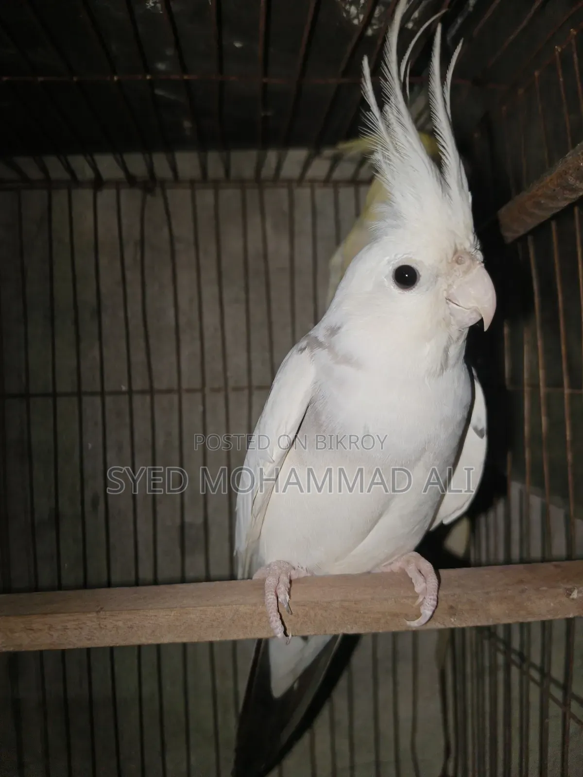 ১ জোড়া কোকাটেল পাখি