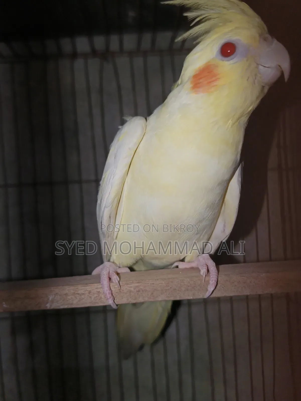১ জোড়া কোকাটেল পাখি