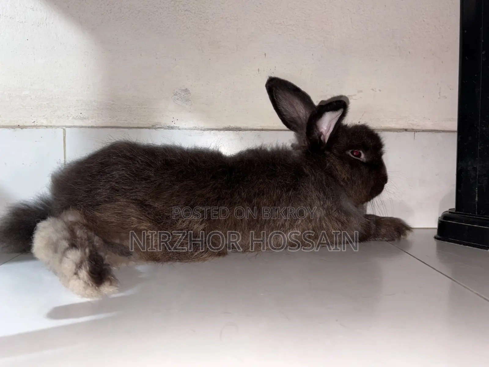 Adult Male Rabbit (Angora)