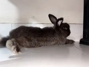 Adult Male Rabbit (Angora)