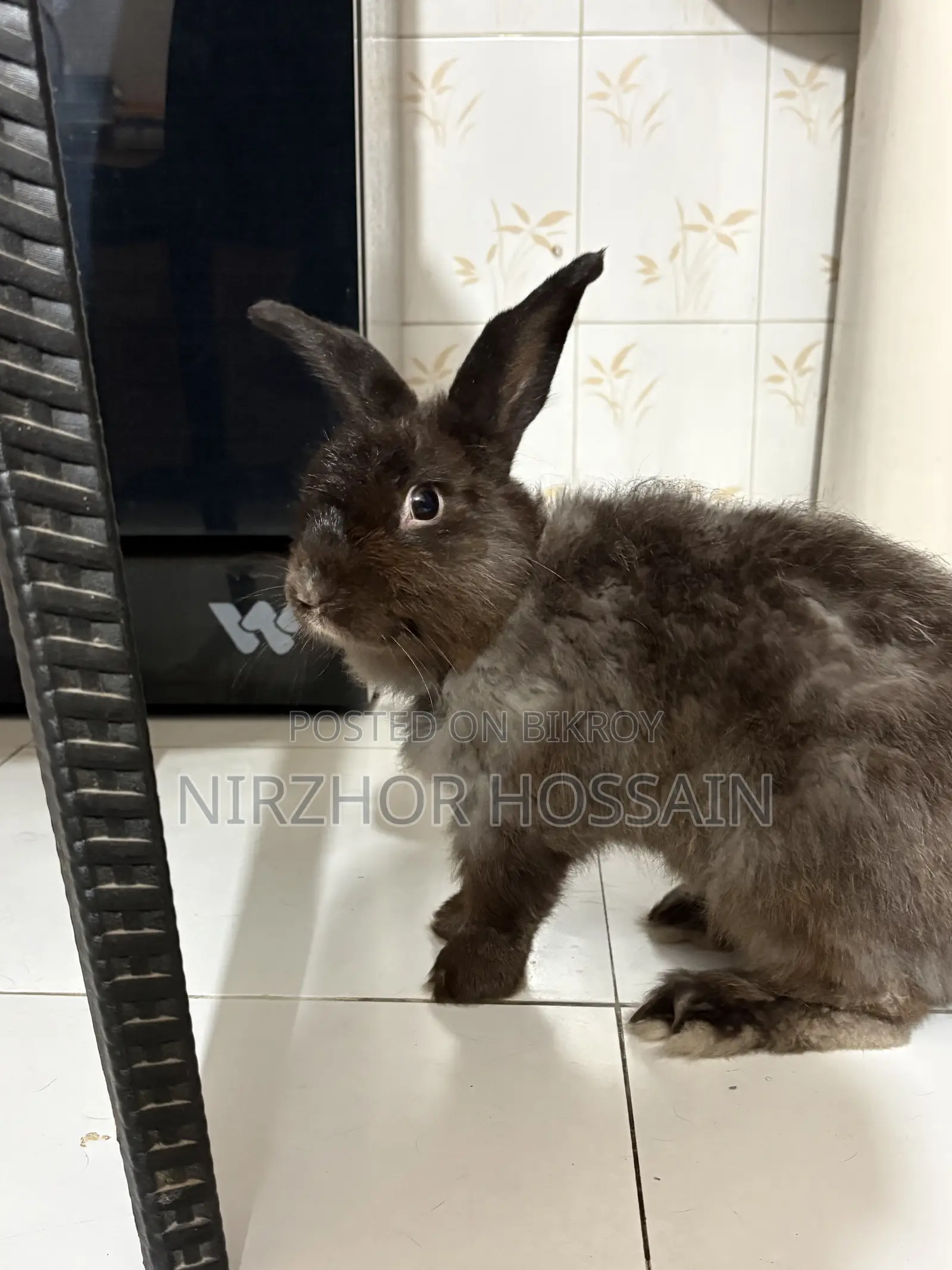 Adult Male Rabbit (Angora)