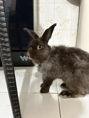 Adult Male Rabbit (Angora)