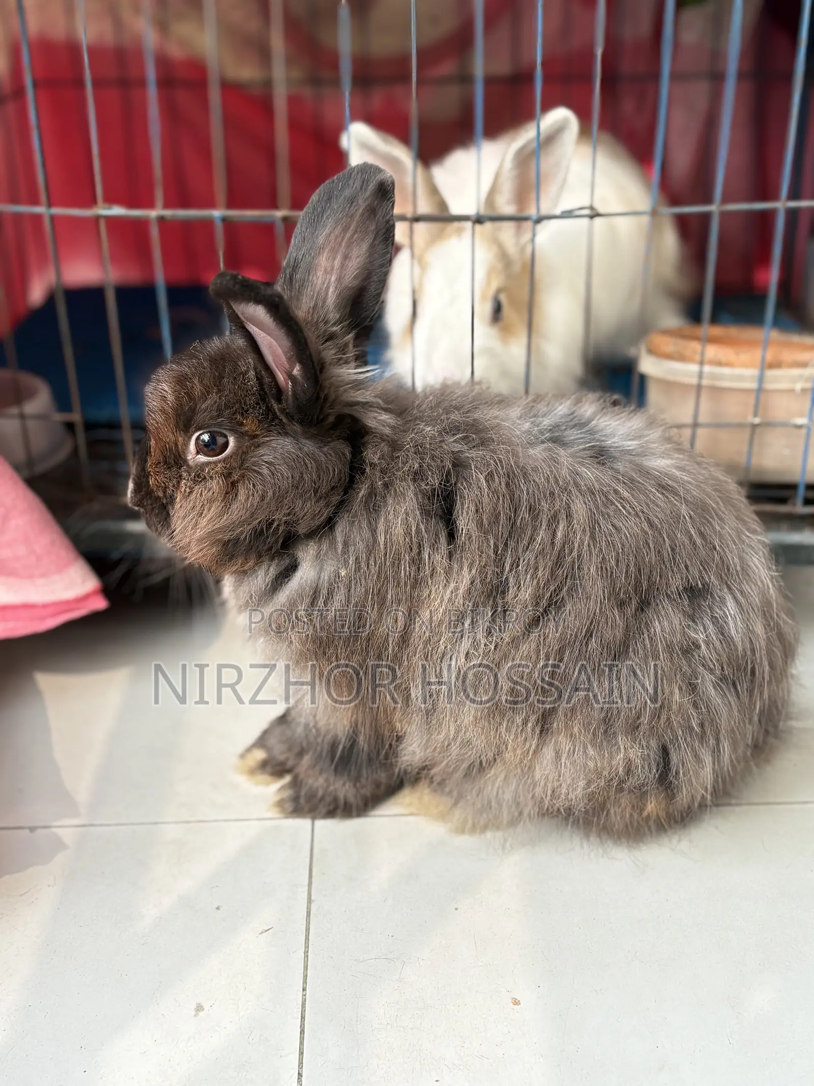 Adult Male Rabbit (Angora)