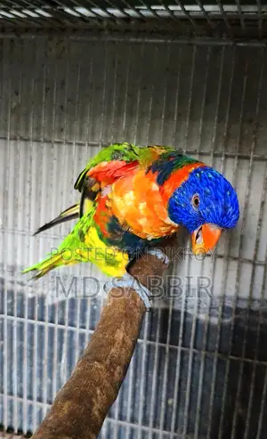 রেড কলারড লরিকিট জোড়া পেপারসহ