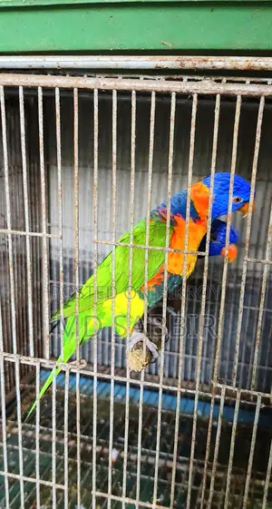 রেড কলারড লরিকিট জোড়া পেপারসহ