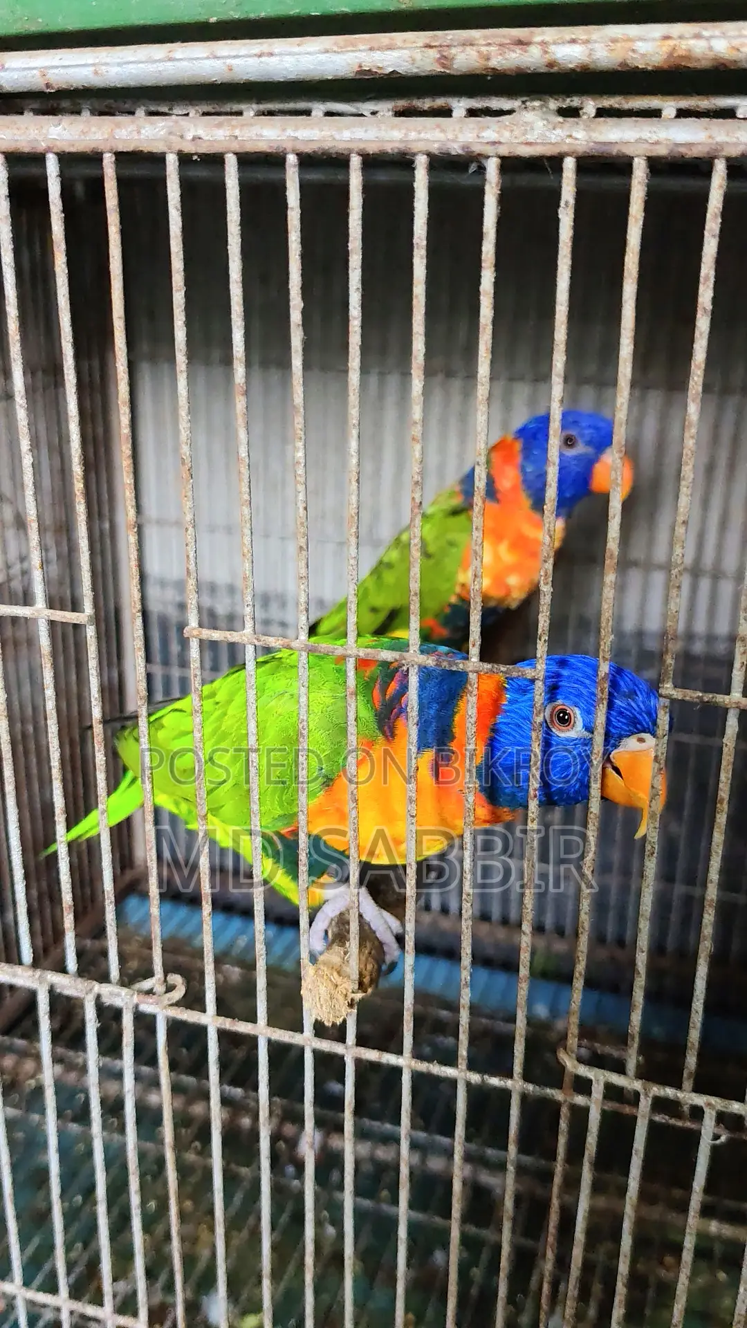 রেড কলারড লরিকিট জোড়া পেপারসহ