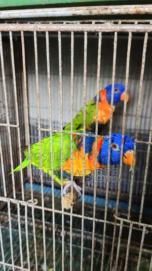রেড কলারড লরিকিট জোড়া পেপারসহ