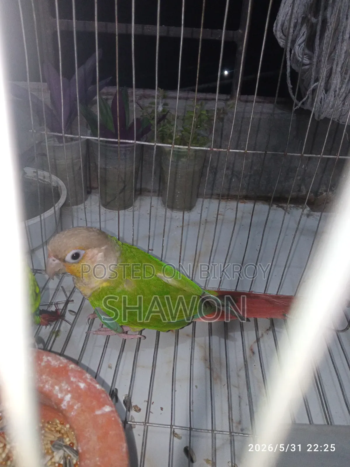 Conure Female