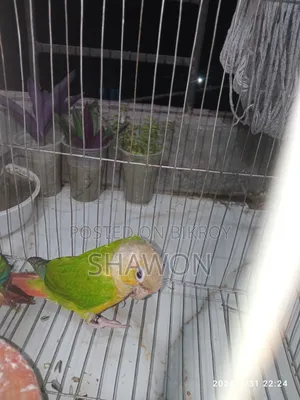 Conure Female