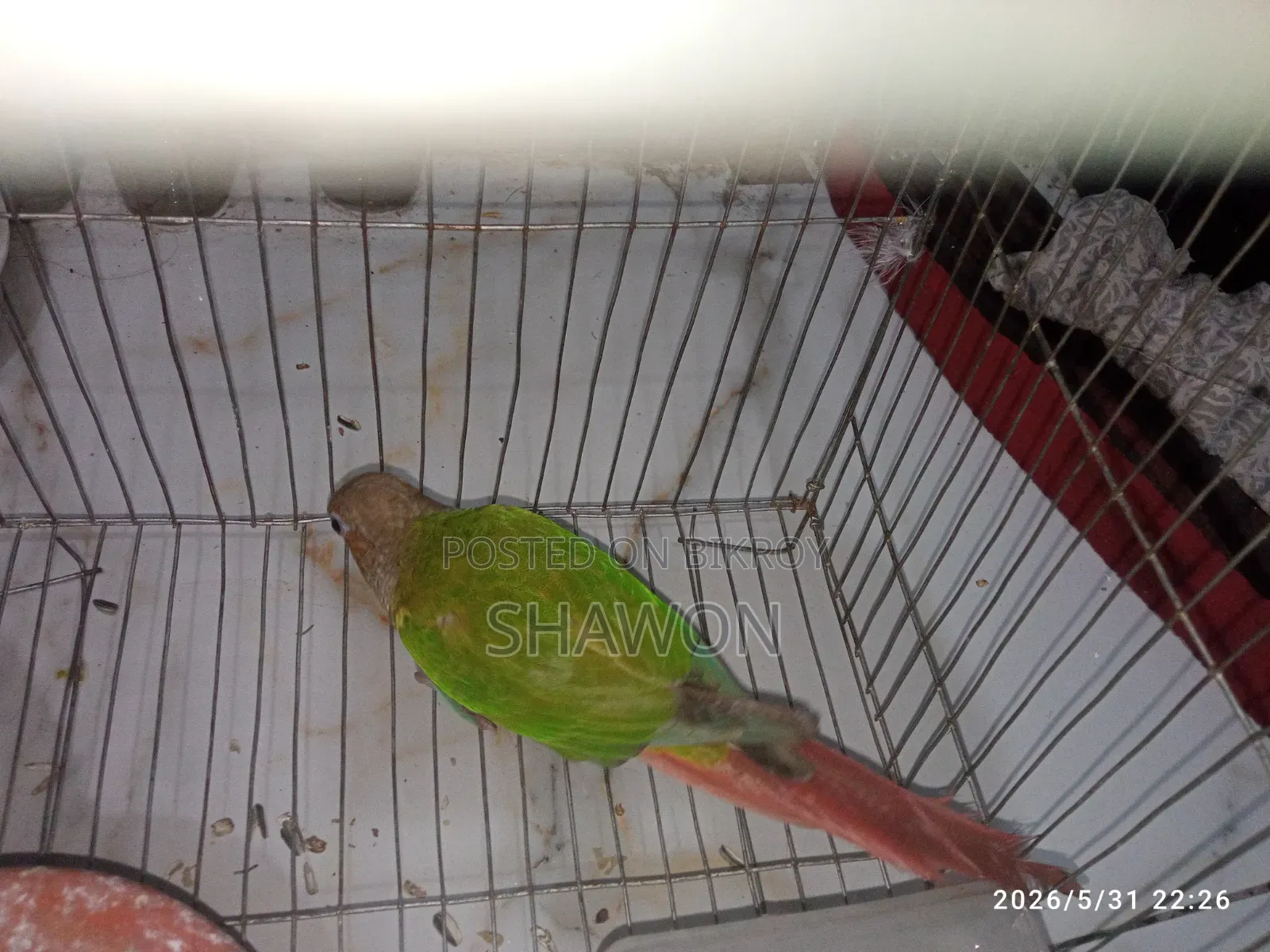 Conure Female