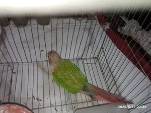 Conure Female