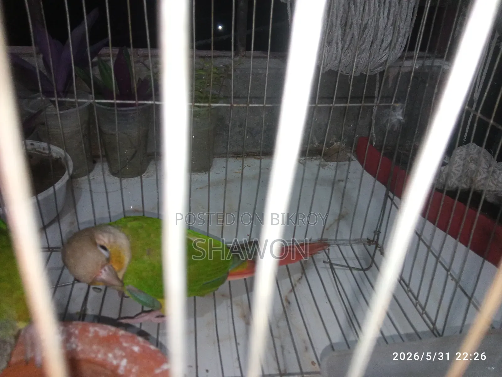 Conure Female