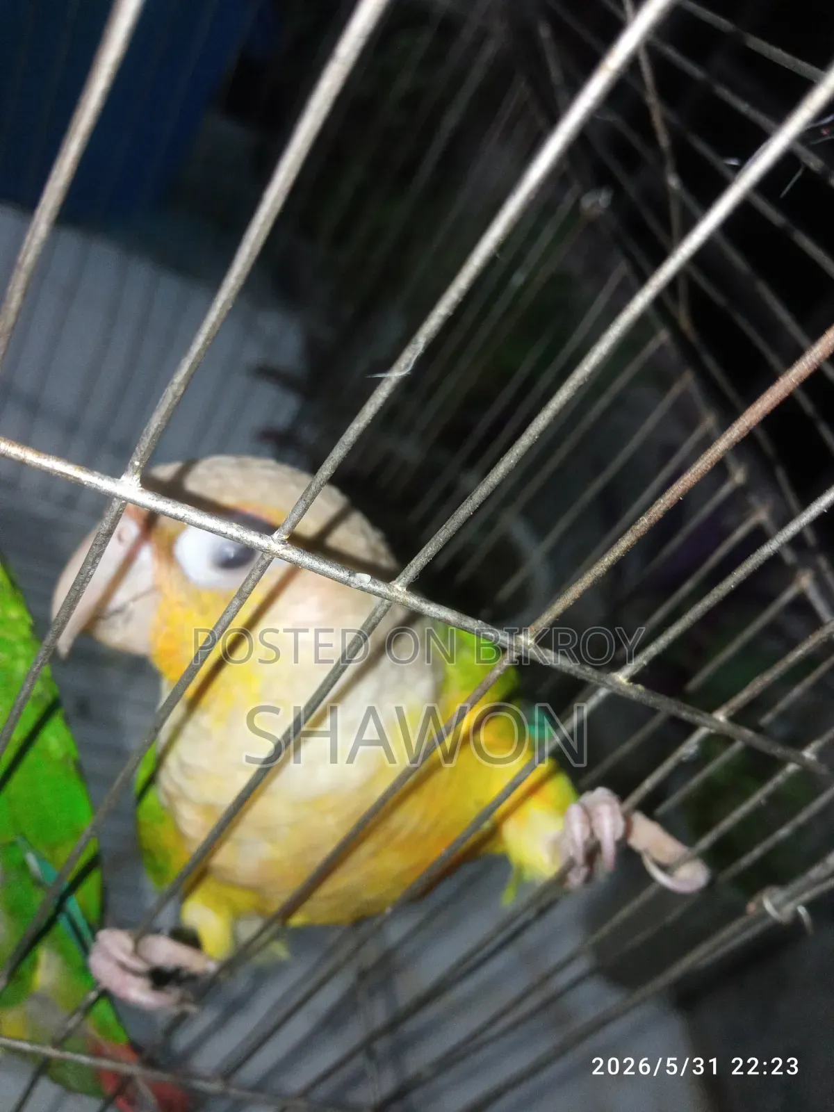 Conure Female