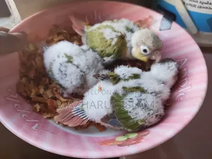 Pineapple Hand Feed Baby
