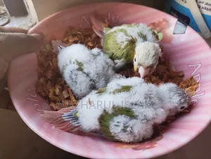 Pineapple Hand Feed Baby