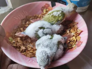 Pineapple Hand Feed Baby