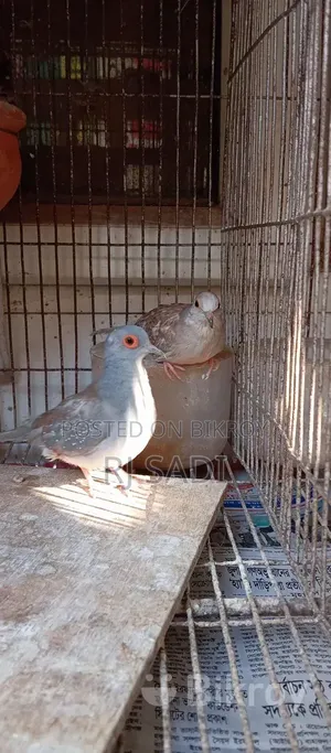 ডায়মন্ড ডাভ