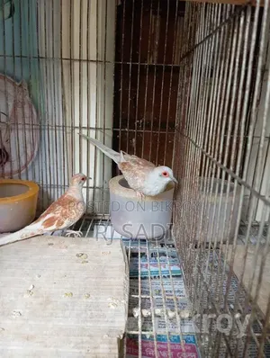ডায়মন্ড ডাভ