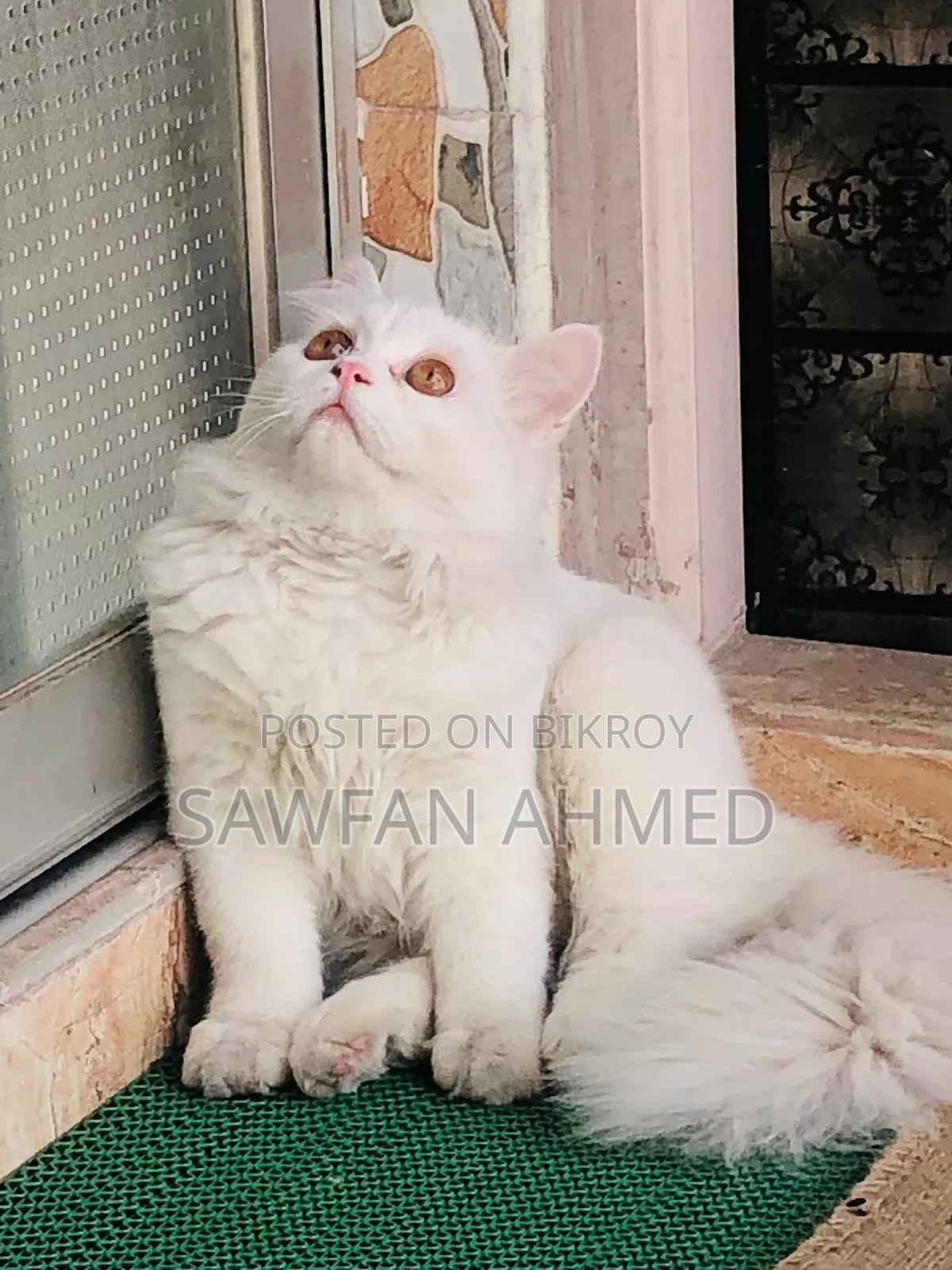 6-12 Months Male Purebred Persian Cat