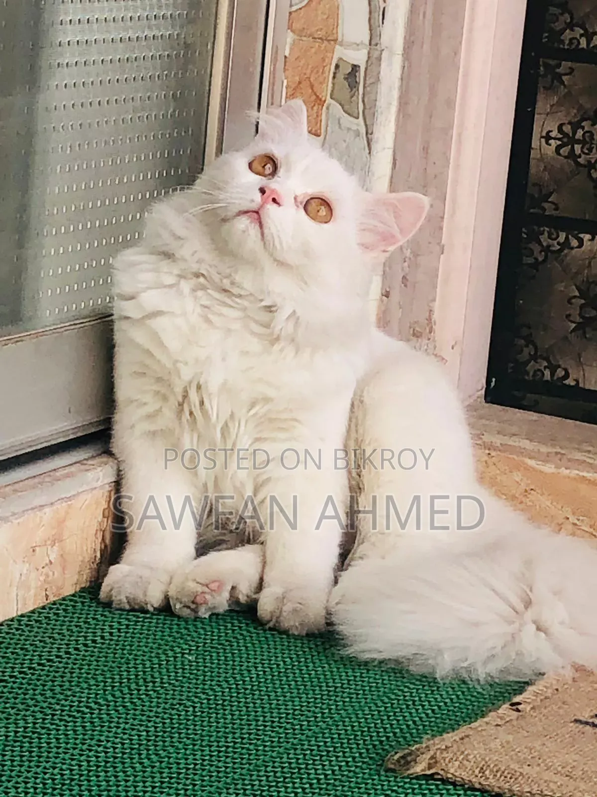 6-12 Months Male Purebred Persian Cat