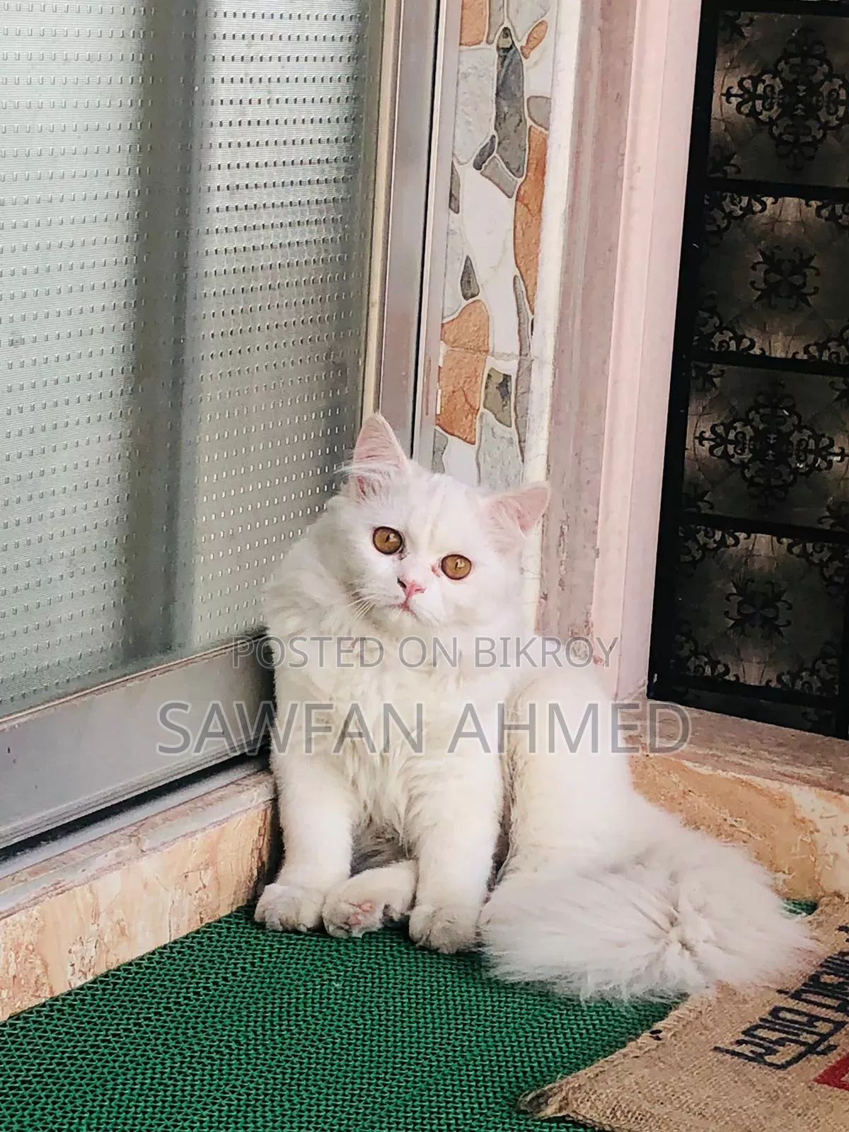 6-12 Months Male Purebred Persian Cat