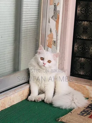 6-12 Months Male Purebred Persian Cat
