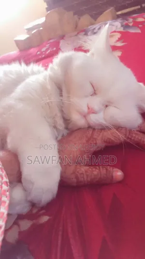 6-12 Months Male Purebred Persian Cat