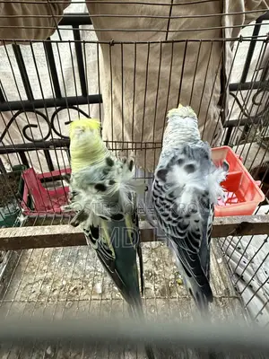 JP Budgerigar Bird!!!!