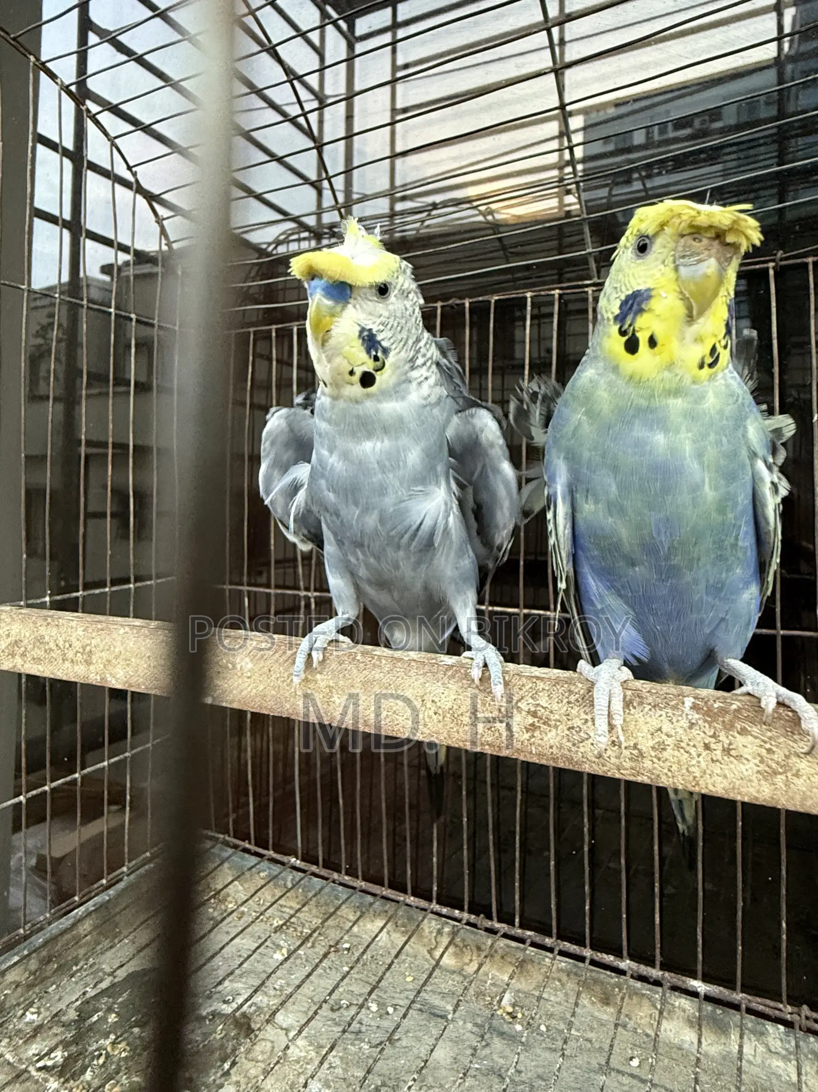 JP Budgerigar Bird!!!!