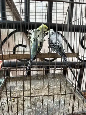JP Budgerigar Bird!!!!