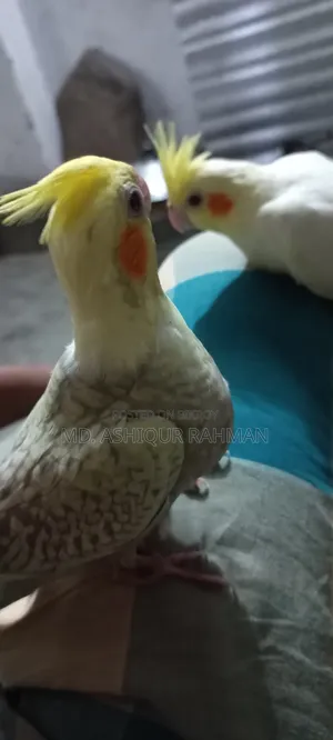 Tamed Cockatiel for sale.