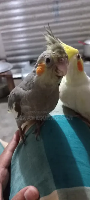 Tamed Cockatiel for sale.
