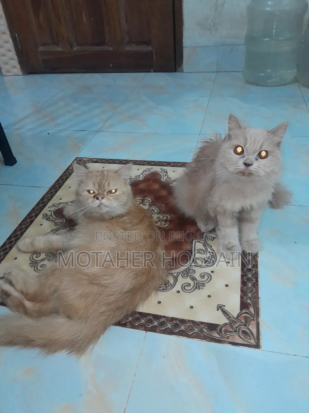 6-12 Months Female Purebred Persian