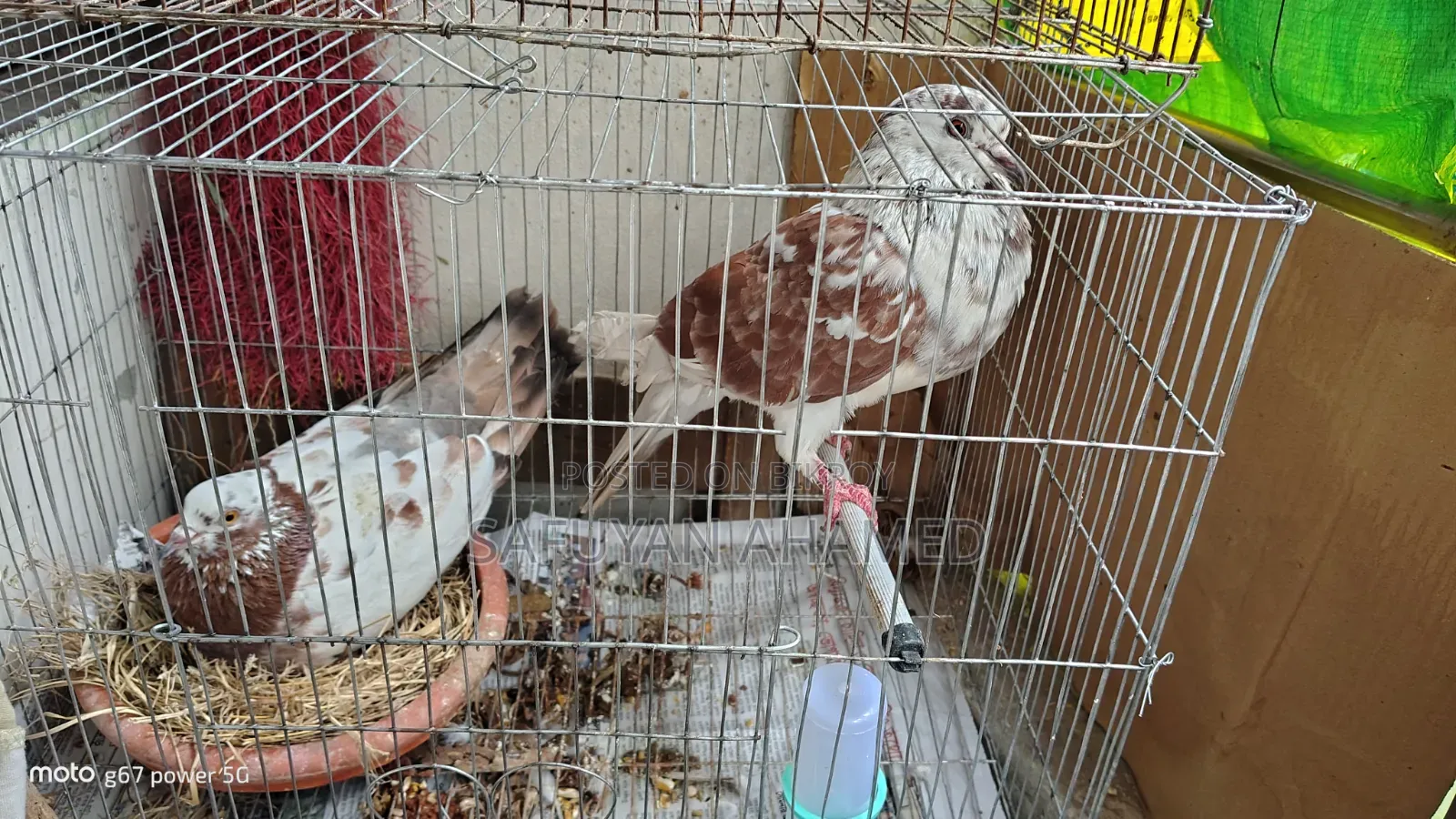 Mukhi Cross Pigeon