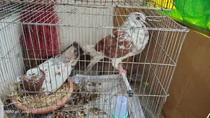 মুখী ক্রস কবুতর