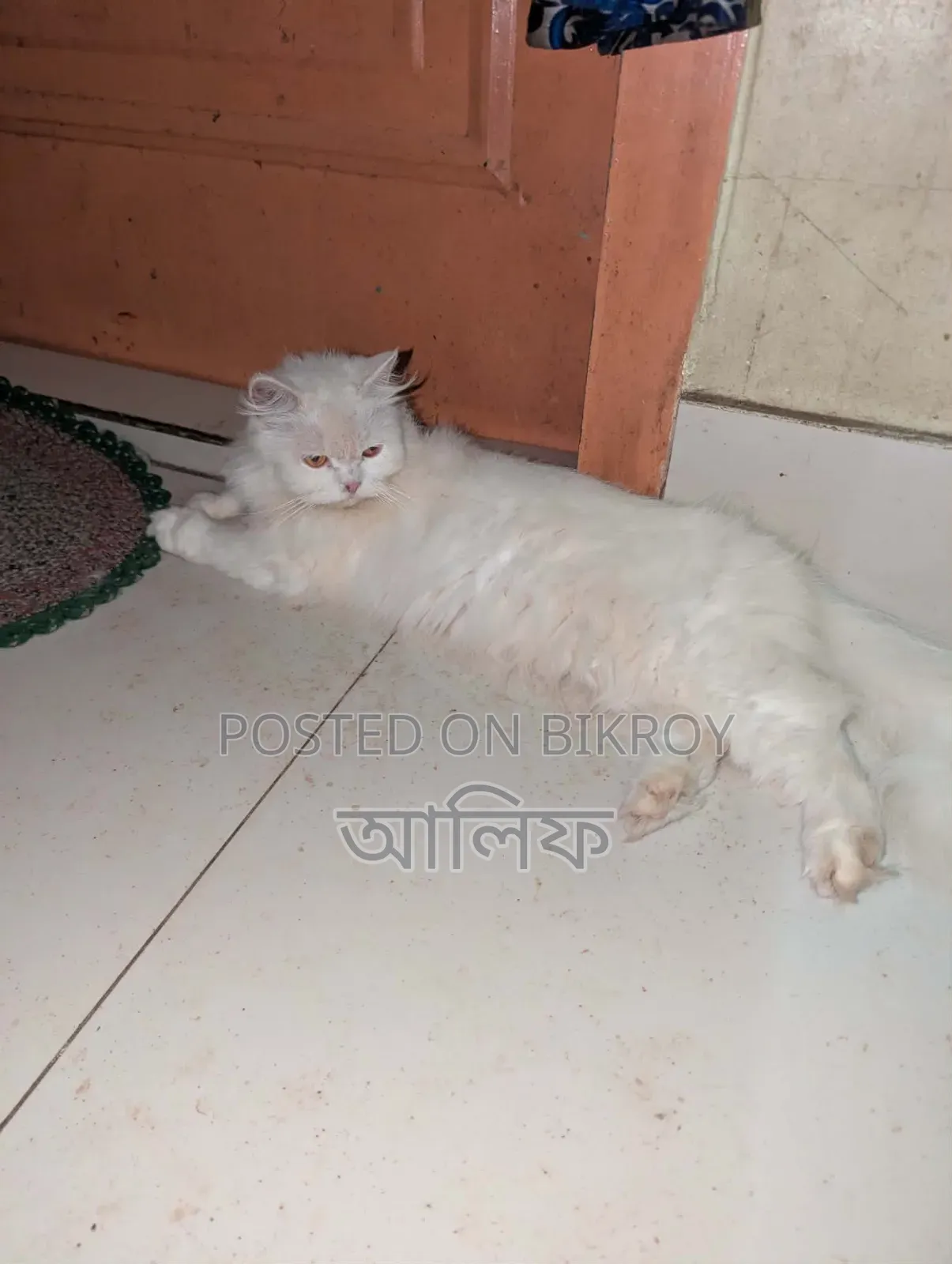 1+ Year Female Purebred Persian