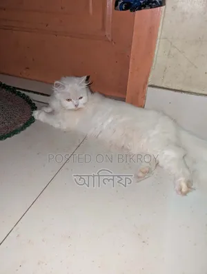 ১+ বছর বয়সী ফিমেল পিওর ব্রেড পার্সিয়ান
