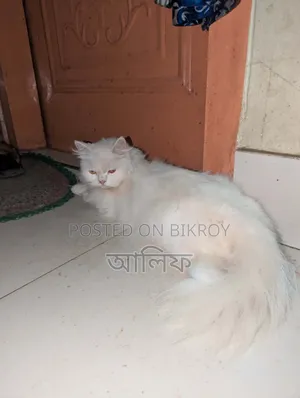 1+ Year Female Purebred Persian