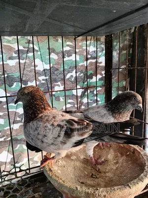 Red Pattu Pigeon