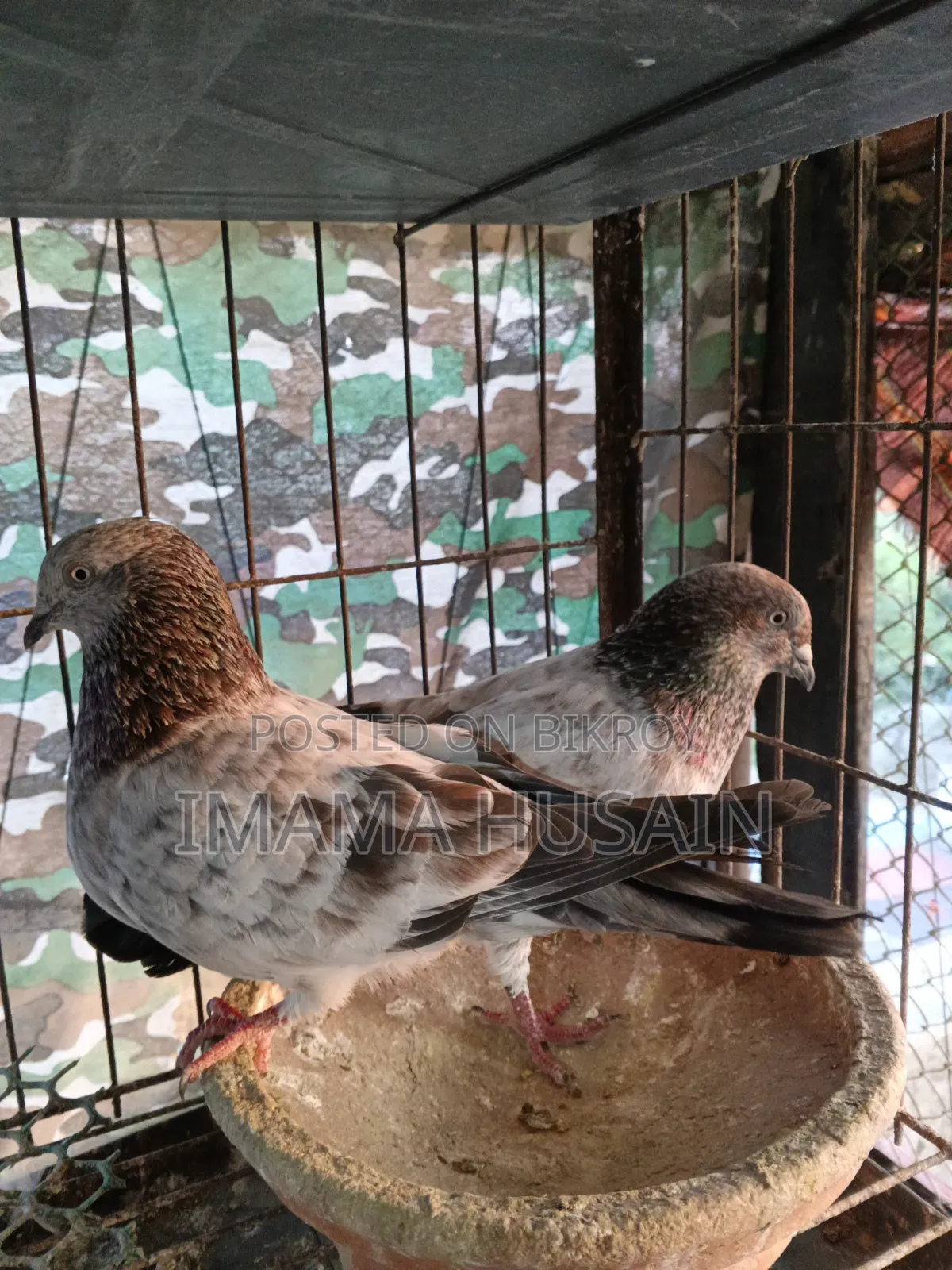 Red Pattu Pigeon